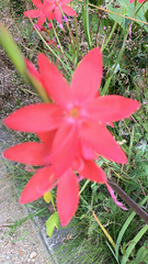 Hesperantha coccinea