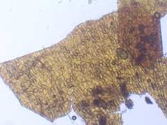 Schistidium crassipilum