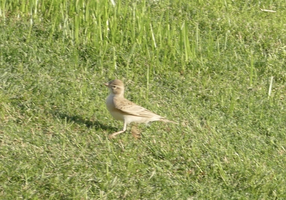 Greater Short-toed Lark