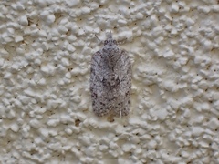 Isotenes miserana