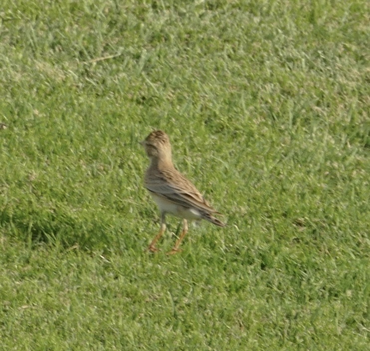 Greater Short-toed Lark