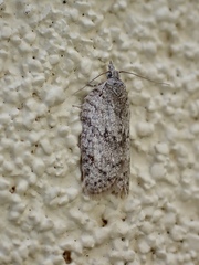 Isotenes miserana