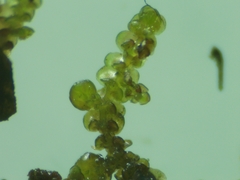 Frullania dilatata