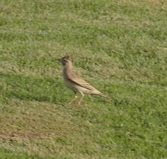 Calandrella brachydactyla