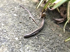 Hemiergis decresiensis