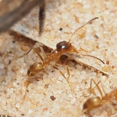 Dorymyrmex flavus