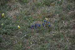 Gentiana verna