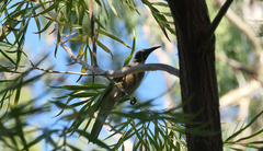 Philemon citreogularis