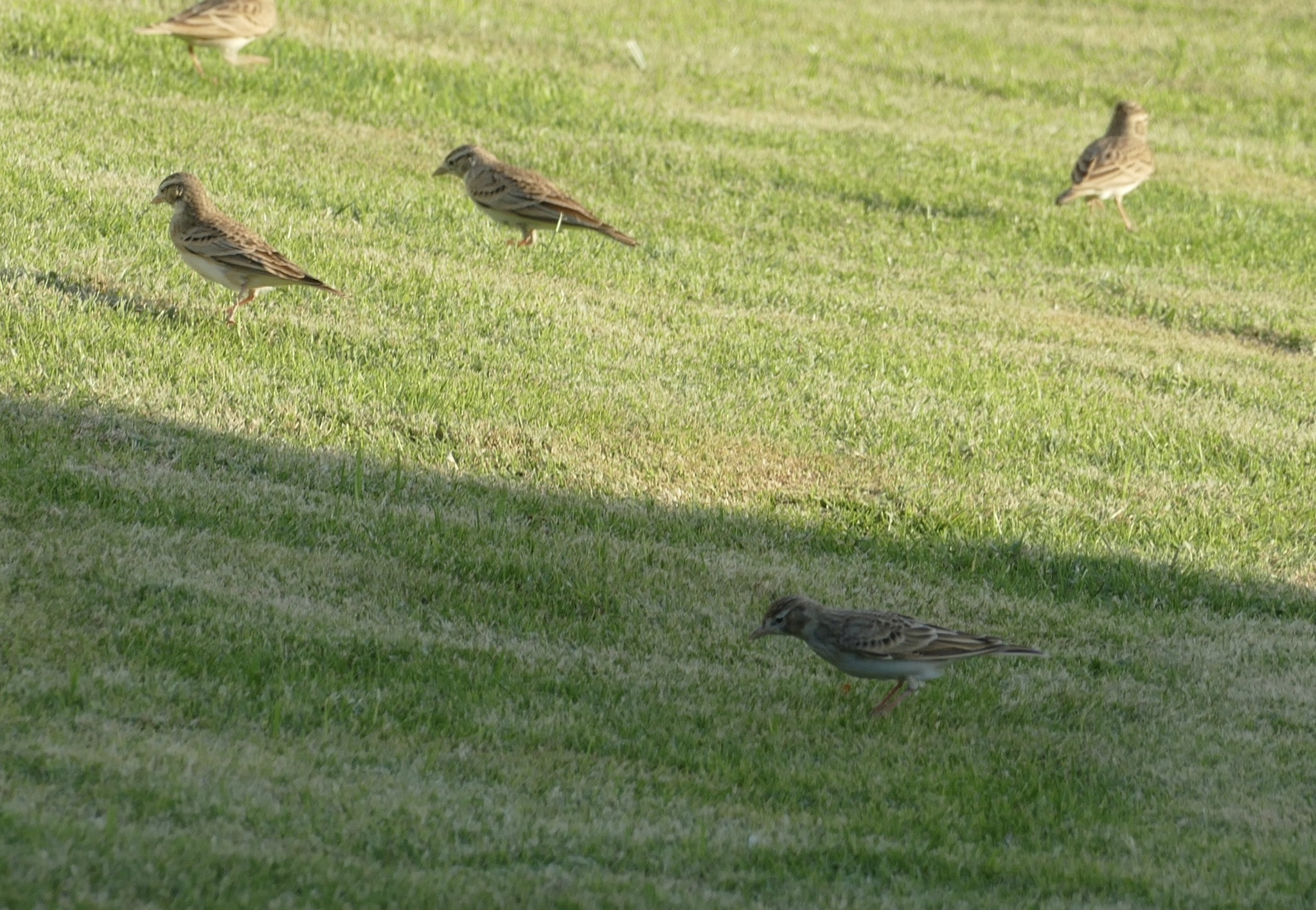 Greater Short-toed Lark