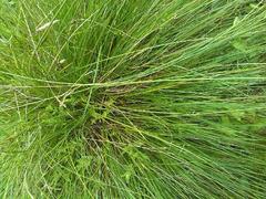 Carex appropinquata