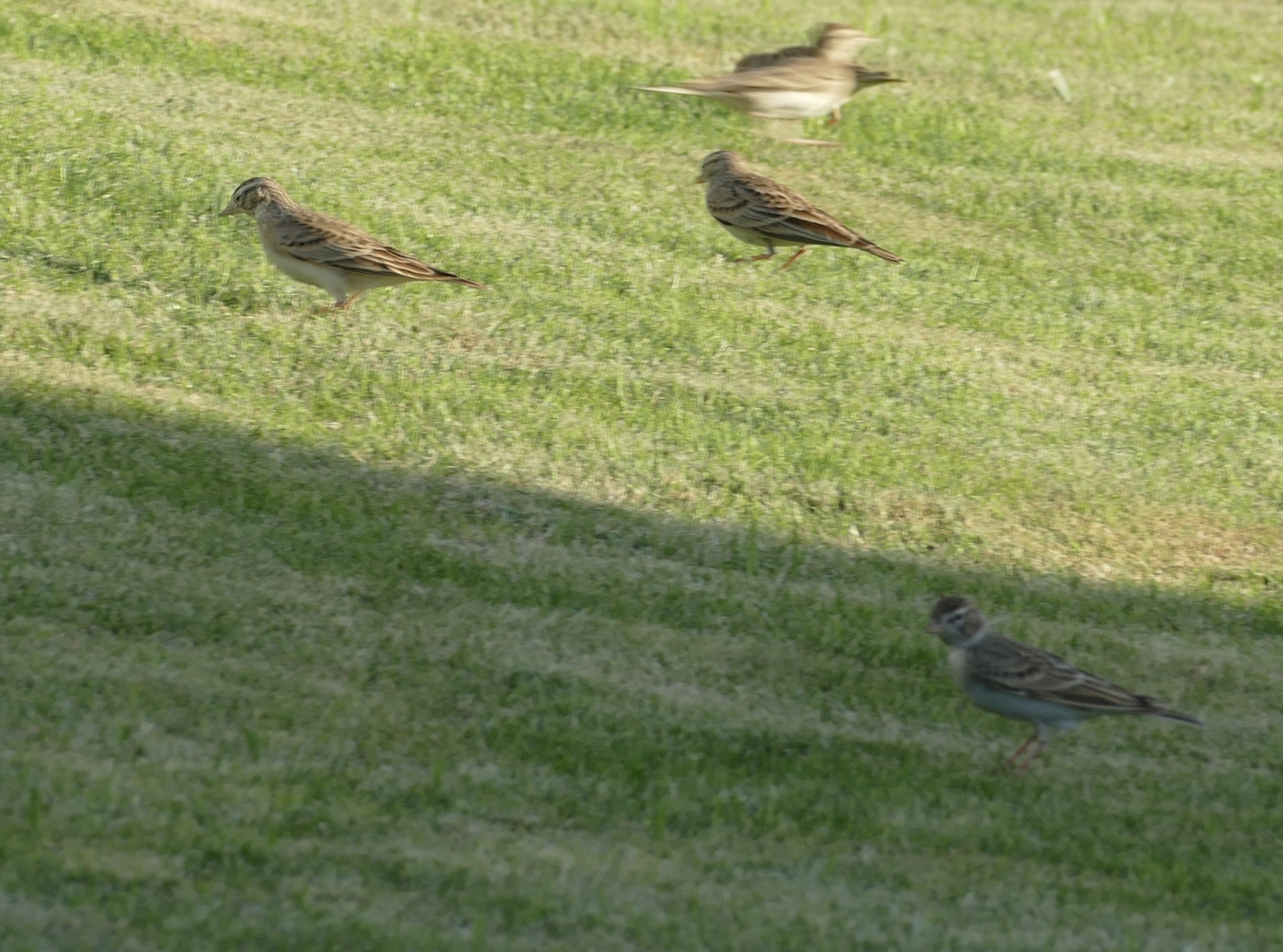 Greater Short-toed Lark