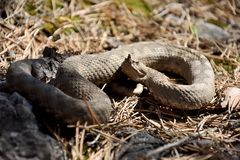Vipera ammodytes