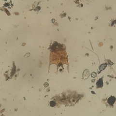 Plationus patulus macracanthus