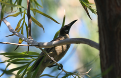 Philemon citreogularis