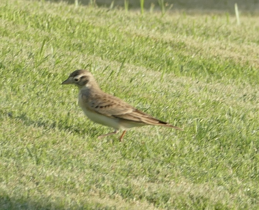 Greater Short-toed Lark