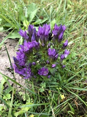 Gentianella germanica