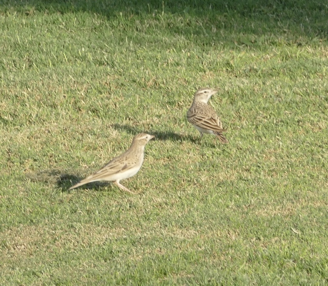 Greater Short-toed Lark