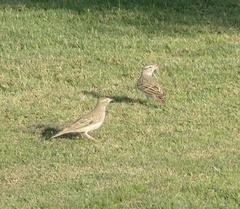 Calandrella brachydactyla