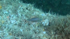 Ostorhinchus limenus