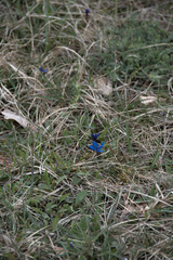 Gentiana verna