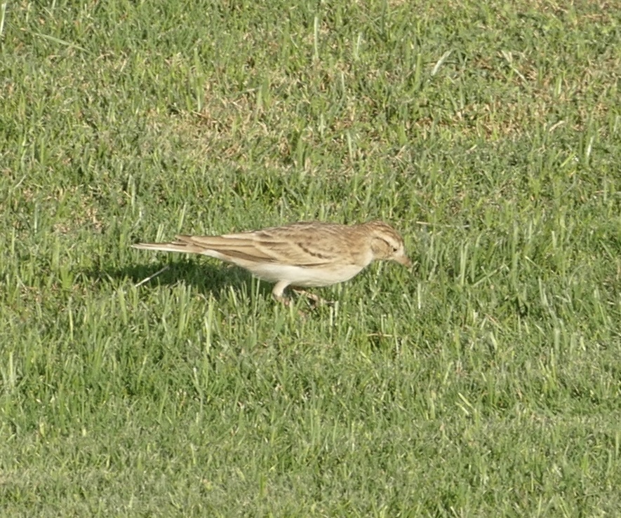 Greater Short-toed Lark