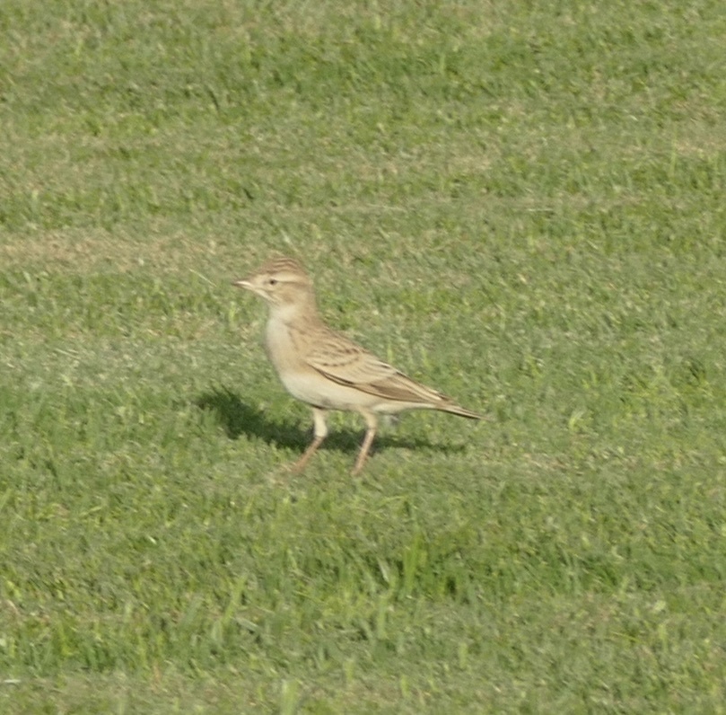 Greater Short-toed Lark