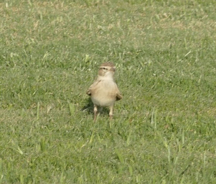 Greater Short-toed Lark
