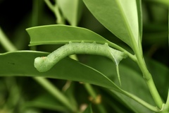 Psilogramma discistriga