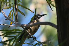 Philemon citreogularis