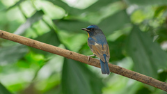 Cyornis glaucicomans