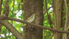 Phylloscopus coronatus