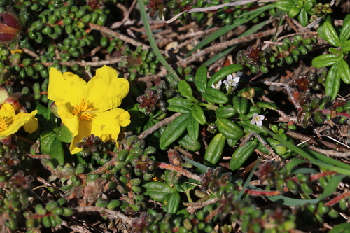 Image of Zieria prostrata by (c) Greg Tasney, some rights reserved (CC BY-SA)