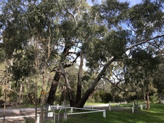 Eucalyptus viminalis viminalis