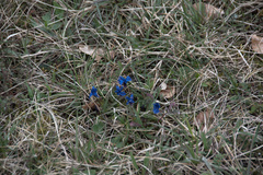 Gentiana verna