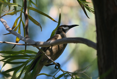 Philemon citreogularis