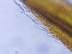 Schistidium crassipilum