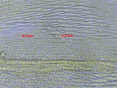 Rhynchostegium riparioides