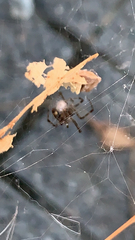 Latrodectus geometricus