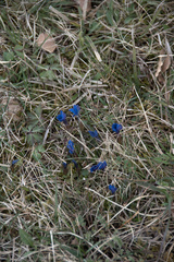 Gentiana verna