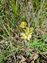 Thelymitra antennifera