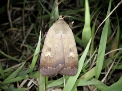 Sineugraphe oceanica