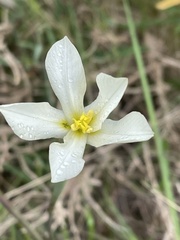 Moraea britteniae