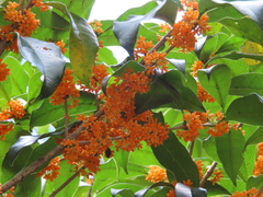 Osmanthus fragrans aurantiacus
