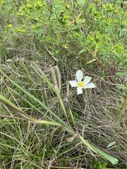 Moraea britteniae