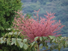 Aralia decaisneana