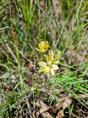 Thelymitra antennifera