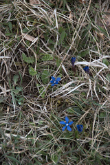 Gentiana verna