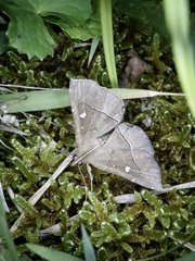 Cidariplura gladiata