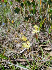Thelymitra antennifera
