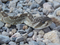 Crotalus molossus nigrescens
